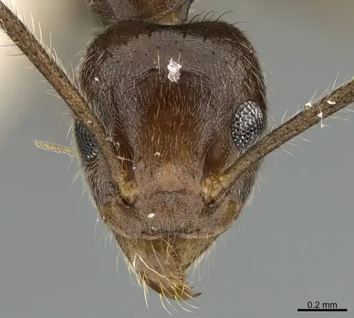 Technomyrmex grandis specimen CASENT0217457 image casent0217457_2