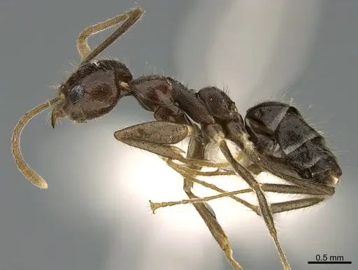 Technomyrmex grandis specimen CASENT0217457 image casent0217457_3