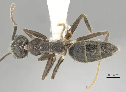 Technomyrmex grandis specimen CASENT0249785 image casent0249785_1