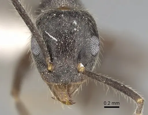 Technomyrmex grandis specimen CASENT0249785 image casent0249785_2