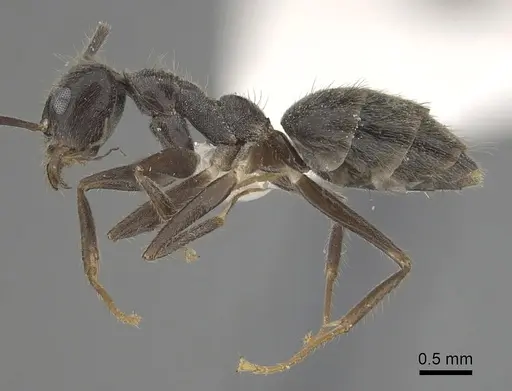 Technomyrmex grandis specimen CASENT0249785 image casent0249785_3