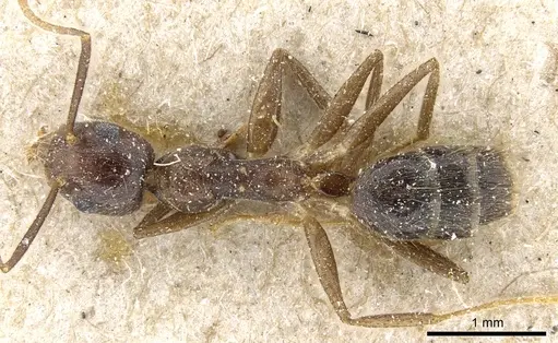 Technomyrmex grandis specimen CASENT0905064 image casent0905064_1