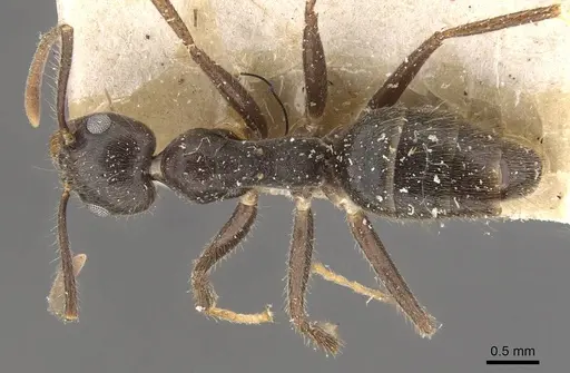 Technomyrmex grandis specimen CASENT0909798 image casent0909798_1