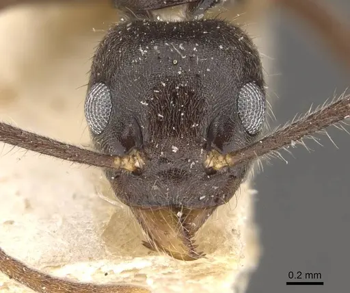 Technomyrmex grandis specimen CASENT0909798 image casent0909798_2