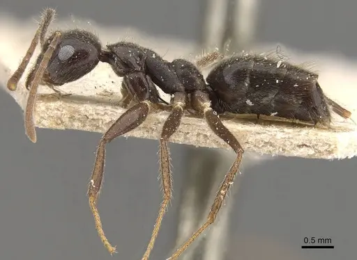 Technomyrmex grandis specimen CASENT0909798 image casent0909798_3