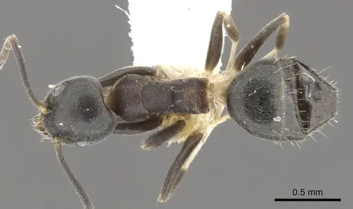 Technomyrmex hades specimen CASENT0903033 image casent0903033_1