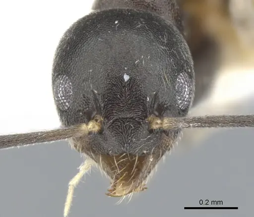 Technomyrmex hades specimen CASENT0903033 image casent0903033_2
