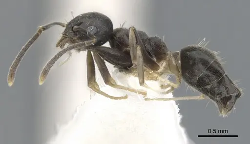 Technomyrmex hades specimen CASENT0903033 image casent0903033_3