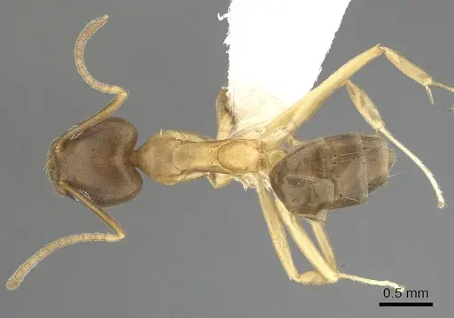 Technomyrmex horni specimen CASENT0249786 image casent0249786_1