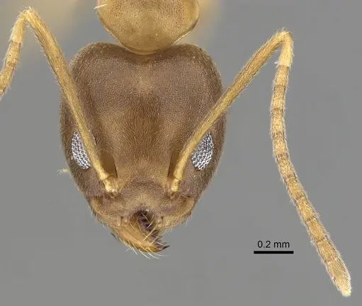 Technomyrmex horni specimen CASENT0249786 image casent0249786_2
