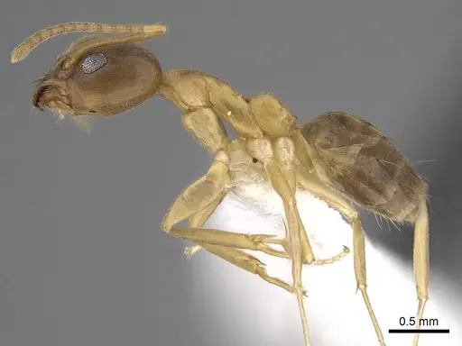 Technomyrmex horni specimen CASENT0249786 image casent0249786_3