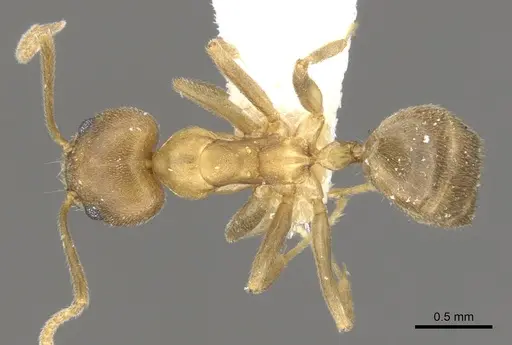 Technomyrmex horni specimen CASENT0903042 image casent0903042_1