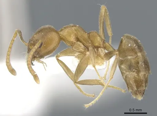 Technomyrmex horni specimen CASENT0903042 image casent0903042_3