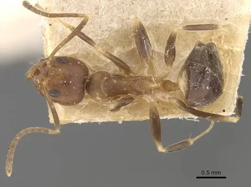 Technomyrmex horni specimen CASENT0909799 image casent0909799_1