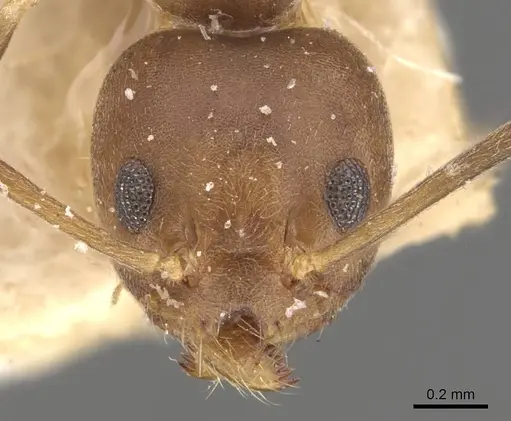 Technomyrmex horni specimen CASENT0909799 image casent0909799_2