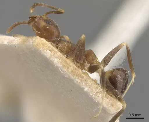 Technomyrmex horni specimen CASENT0909799 image casent0909799_3