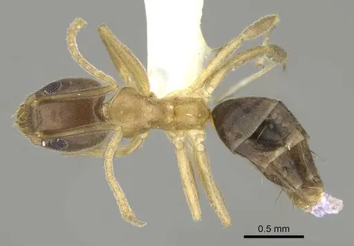 Technomyrmex horni specimen CASENT0919864 image casent0919864_1