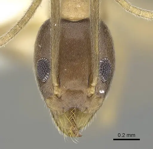 Technomyrmex horni specimen CASENT0919864 image casent0919864_2
