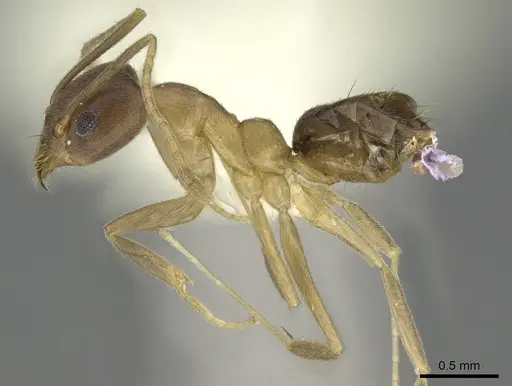 Technomyrmex horni specimen CASENT0919864 image casent0919864_3