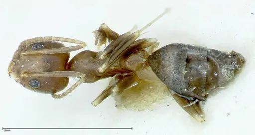Technomyrmex horni specimen FOCOL0169 image focol0169_1