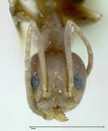 Technomyrmex horni specimen FOCOL0169 image focol0169_2