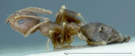 Technomyrmex horni specimen FOCOL0169 image focol0169_3