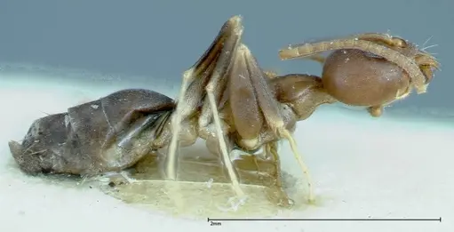 Technomyrmex horni specimen FOCOL0169 image focol0169_4