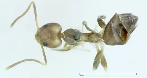 Technomyrmex horni specimen FOCOL0170 image focol0170_1