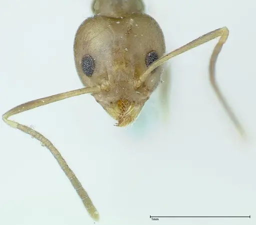 Technomyrmex horni specimen FOCOL0170 image focol0170_2