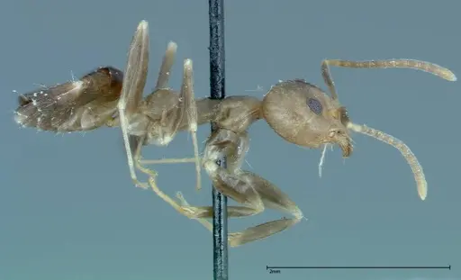 Technomyrmex horni specimen FOCOL0170 image focol0170_4