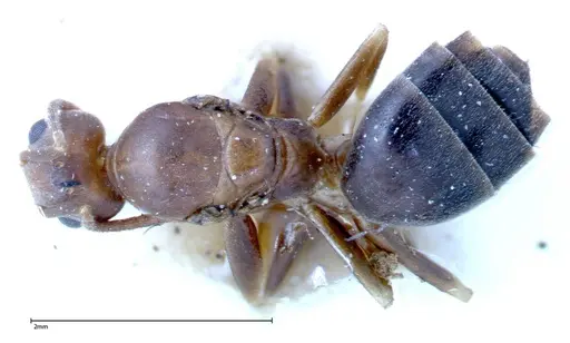 Technomyrmex horni specimen FOCOL0183 image focol0183_1