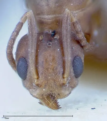 Technomyrmex horni specimen FOCOL0183 image focol0183_2