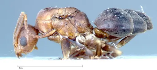 Technomyrmex horni specimen FOCOL0183 image focol0183_3