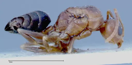 Technomyrmex horni specimen FOCOL0183 image focol0183_4
