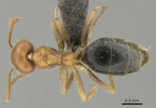 Technomyrmex hostilis specimen CASENT0235734 image casent0235734_1
