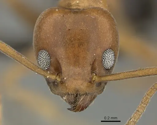 Technomyrmex hostilis specimen CASENT0235734 image casent0235734_2