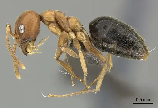 Technomyrmex hostilis specimen CASENT0235734 image casent0235734_3