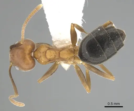Technomyrmex hostilis specimen CASENT0249787 image casent0249787_1