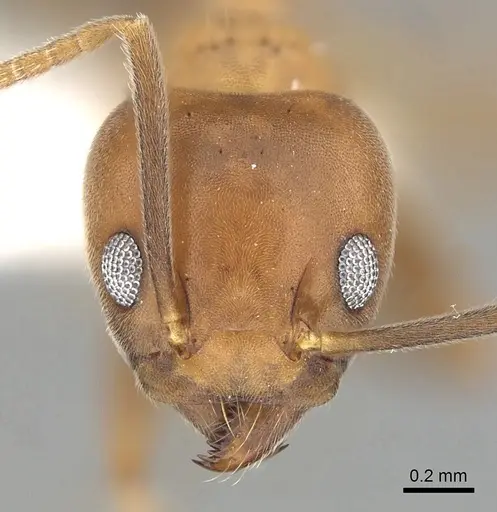 Technomyrmex hostilis specimen CASENT0249787 image casent0249787_2