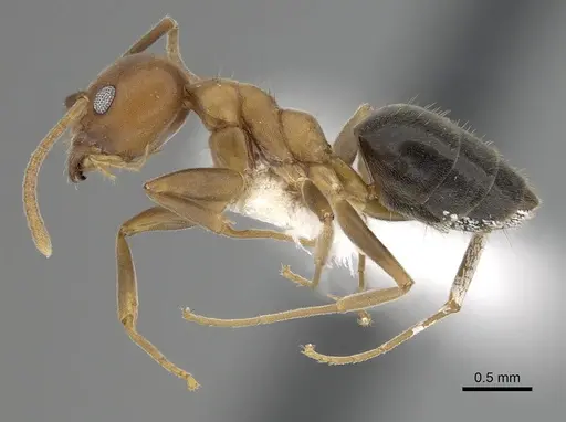 Technomyrmex hostilis specimen CASENT0249787 image casent0249787_3