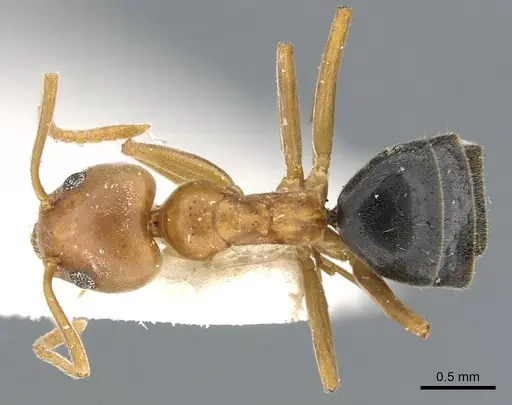 Technomyrmex hostilis specimen CASENT0903058 image casent0903058_1