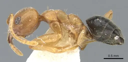 Technomyrmex hostilis specimen CASENT0903058 image casent0903058_3