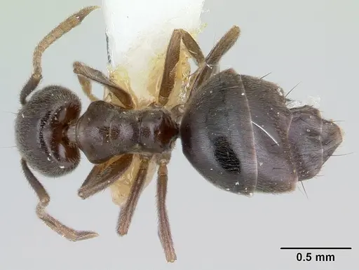 Technomyrmex ilgi specimen CASENT0178276 image casent0178276_1