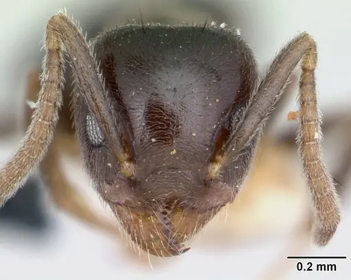 Technomyrmex ilgi specimen CASENT0178276 image casent0178276_2