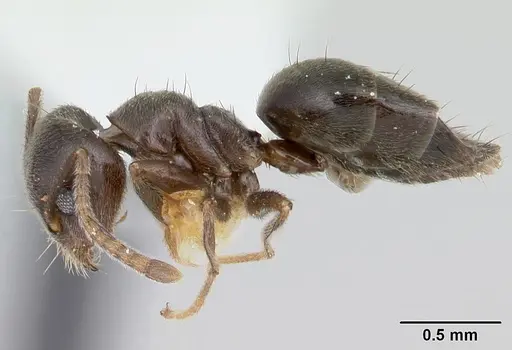Technomyrmex ilgi specimen CASENT0178276 image casent0178276_3