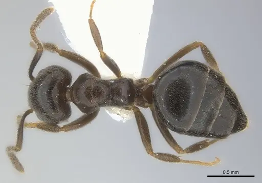 Technomyrmex ilgi specimen CASENT0217128 image casent0217128_1