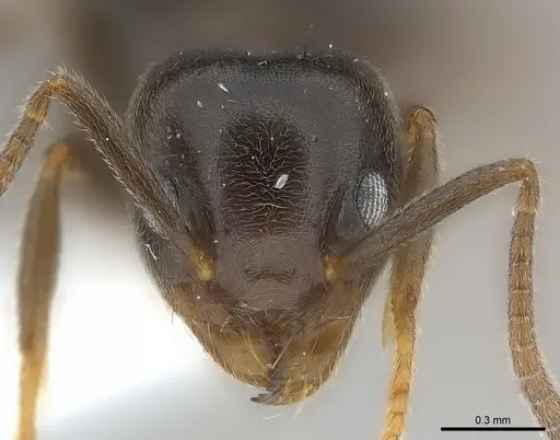 Technomyrmex ilgi specimen CASENT0217128 image casent0217128_2