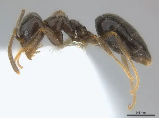 Technomyrmex ilgi specimen CASENT0217128 image casent0217128_3