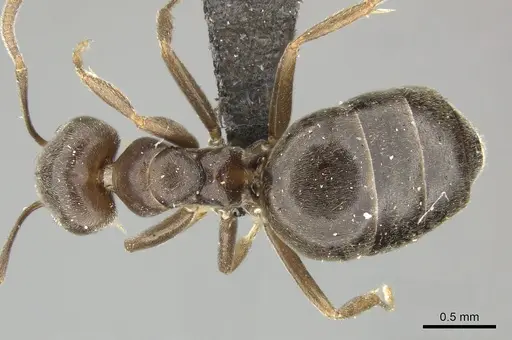 Technomyrmex ilgi specimen CASENT0249041 image casent0249041_1