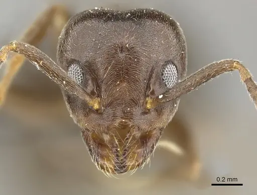 Technomyrmex ilgi specimen CASENT0249041 image casent0249041_2